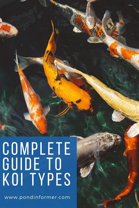 Koi Carp Breeds, Types & Varieties (Updated) .